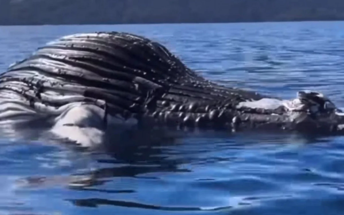 Baleia jubarte é encontrada morta no mar de Angra
