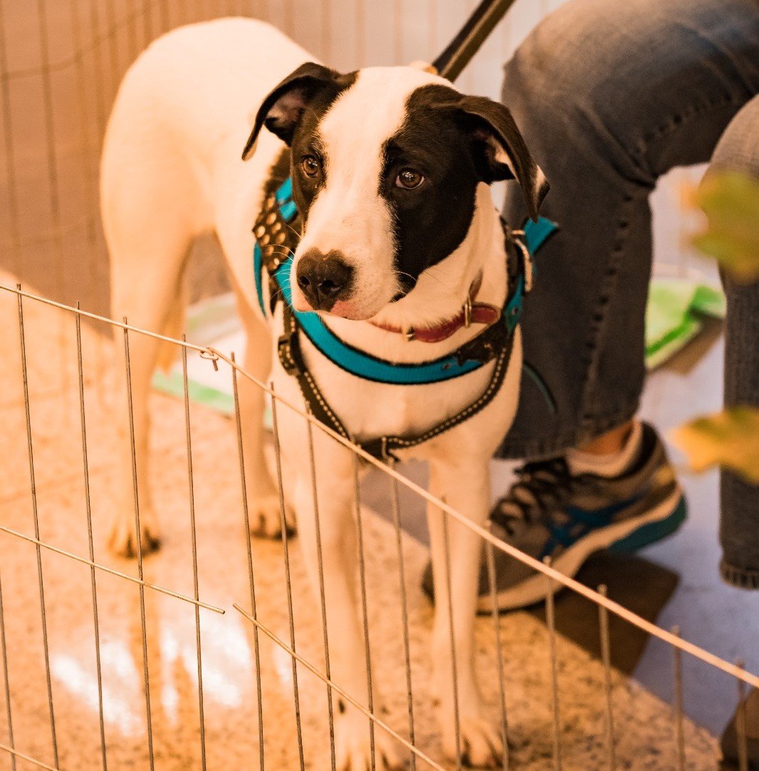São Gonçalo terá novo centro de atendimento veterinário