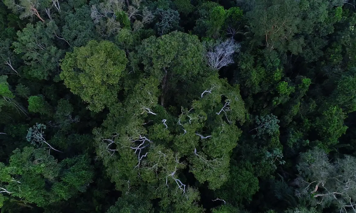 Obra mostra importância da Amazônia e de mais 4 florestas para o clima