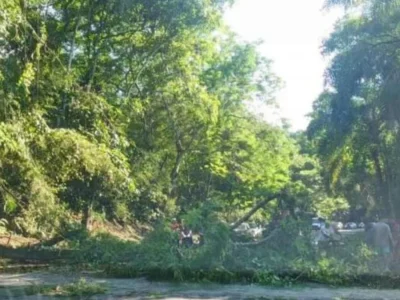 Queda de árvore causa transtornos na Rio-Santos em Angra dos Reis