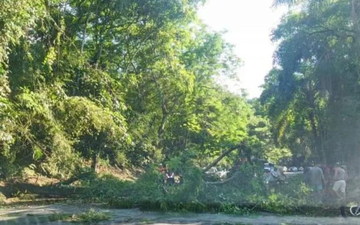 Queda de árvore causa transtornos na Rio-Santos em Angra dos Reis