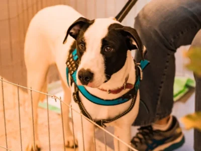 Shopping de Niterói terá campanha de adoção de pets neste sábado (2)