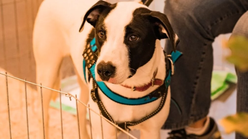 Shopping de Niterói terá campanha de adoção de pets neste sábado (2)