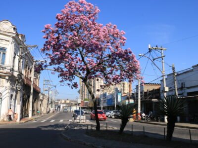 VI Encontro Fluminense de Arborização Urbana será realizado em Niterói