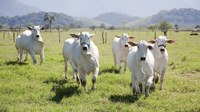 Vacinação contra a Febre Aftosa começa em Araruama