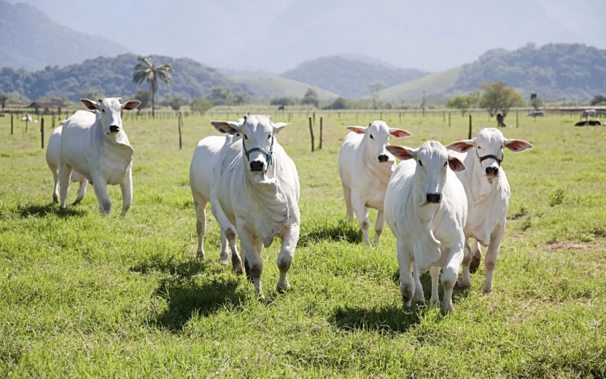 Vacinação contra a Febre Aftosa começa em Araruama