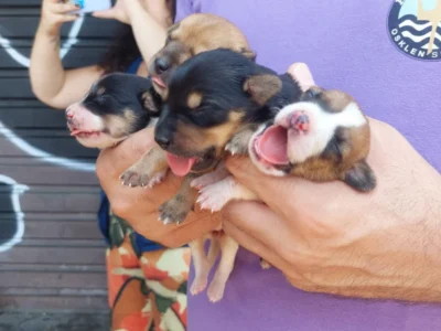 Vinte cães em situação de maus-tratos são resgatados no Rio