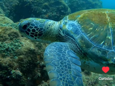 Aruanã: Paraíso das tartarugas marinhas em Niterói