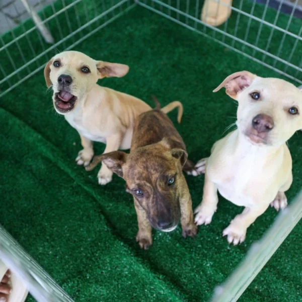Campanha de adoção de animais em Saquarema neste sábado