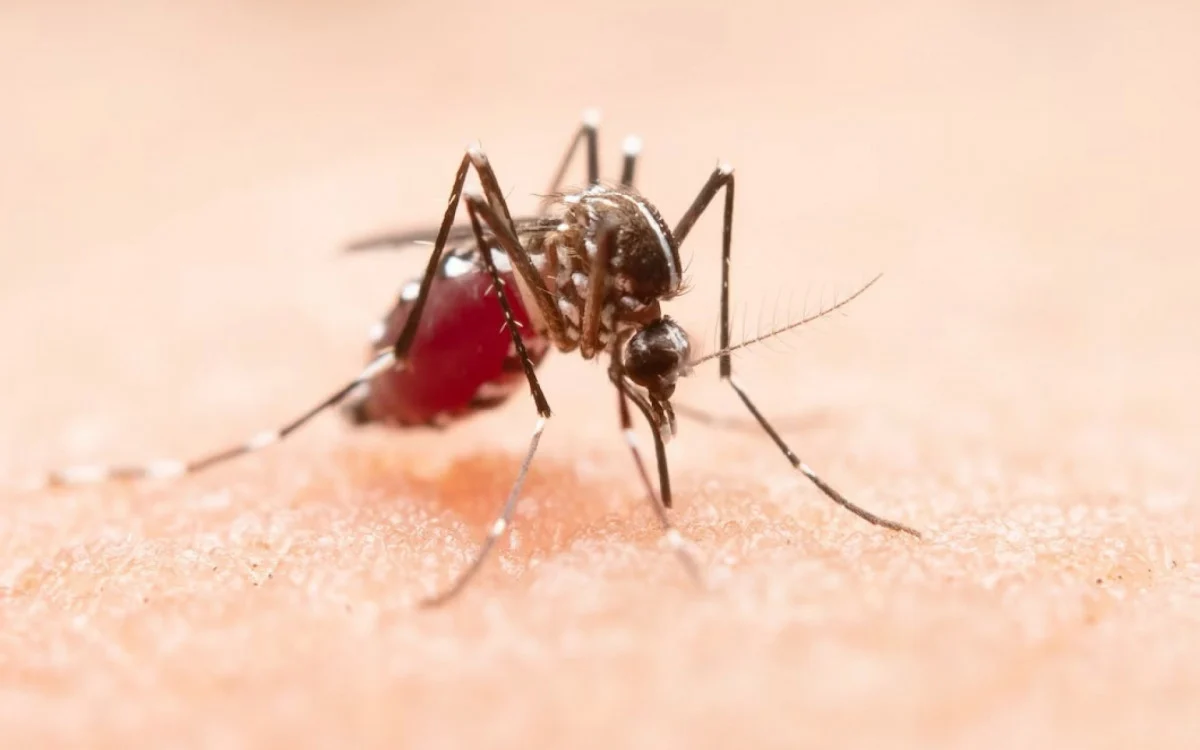 Dengue: Rio registra alta de 430% em 2023