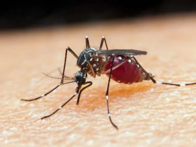 Dengue: Estado do Rio registra mais de mil casos por semana