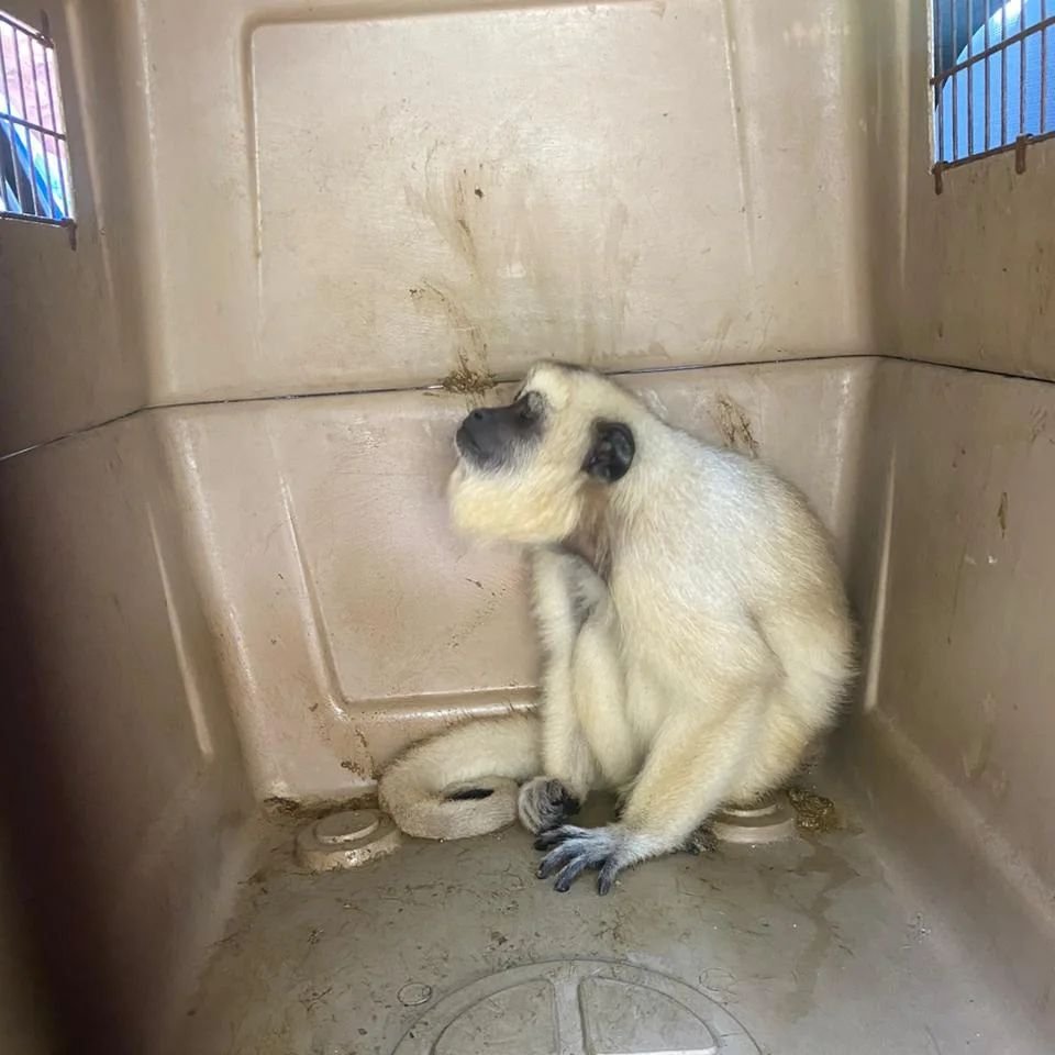 Inea resgata animais silvestres em Niterói