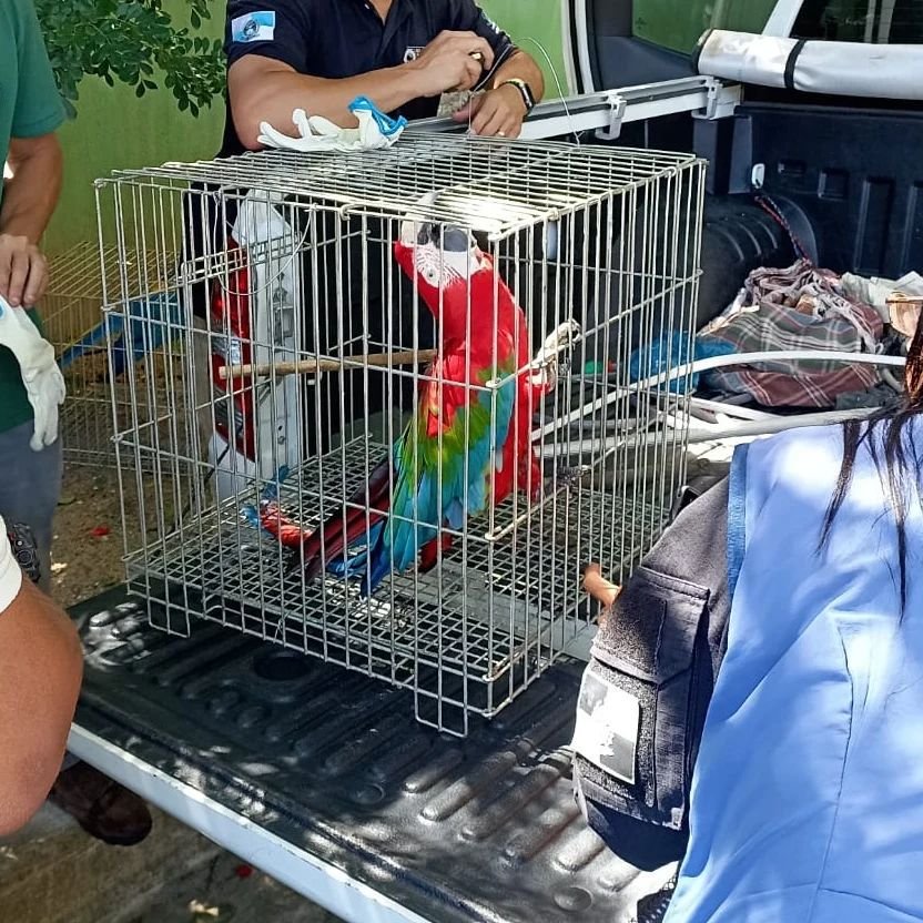 Inea resgata animais silvestres em Niterói