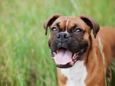 São Gonçalo cria lei para apreensão de animais de grande porte