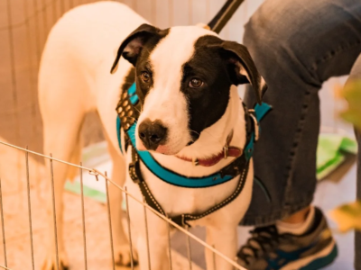 São Gonçalo terá novo centro de atendimento veterinário