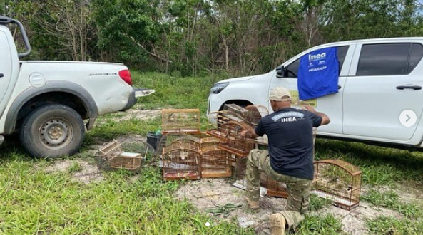 Saquarema: 24 aves silvestres são resgatadas pelo INEA