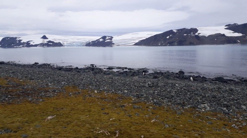 De Niterói à Antártica: professora da UFF coordena estudo no continente gelado