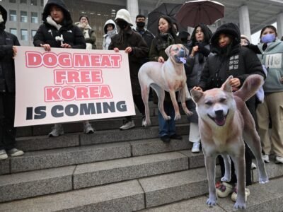 Lei aprovada na Coreia do Sul proíbe comércio de carne de cachorro
