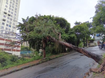 Quedas de árvores destroem redes de energia em Niterói