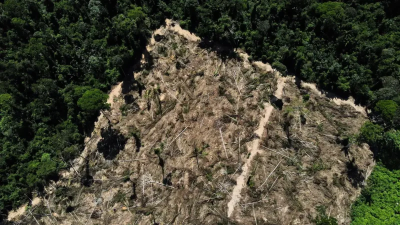 Alerta Vermelho: Salvar a Amazônia exige ação imediata