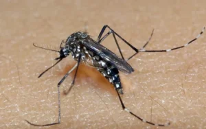 Combate à dengue: Anvisa orienta sobre repelentes eficazes