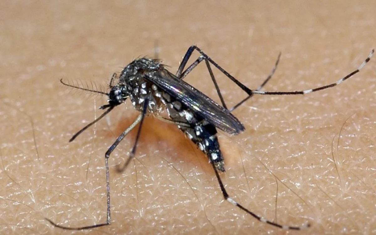 Combate à dengue: Anvisa orienta sobre repelentes eficazes