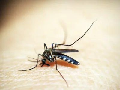 Dengue no Rio: Cidade anuncia fim da epidemia