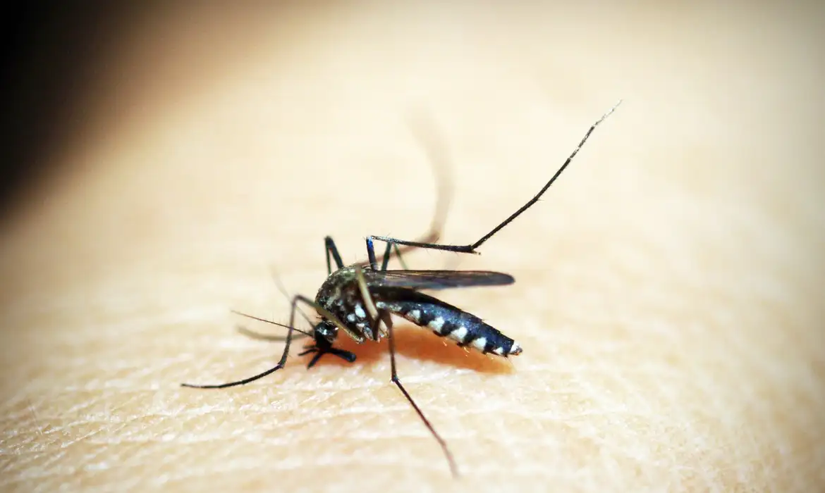 Dengue: Calendário de vacinação definido para esta semana