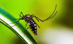 Brasil registra mais de 4 milhões de casos de dengue e 1.937 mortes