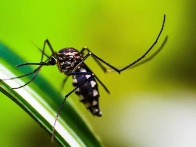 Brasil registra mais de 4 milhões de casos de dengue e 1.937 mortes