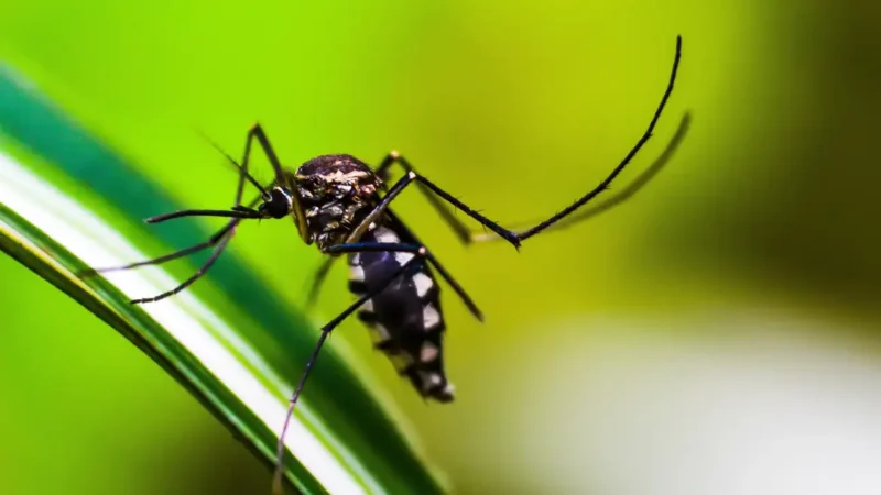 Dengue em alta: Estado do Rio registra nove mortes