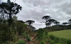 Estudo revela que árvores da Mata Atlântica estão em perigo