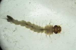 Método Wolbachia reduz casos de dengue em Niterói