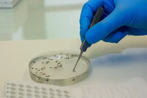 Método Wolbachia reduz casos de dengue em Niterói