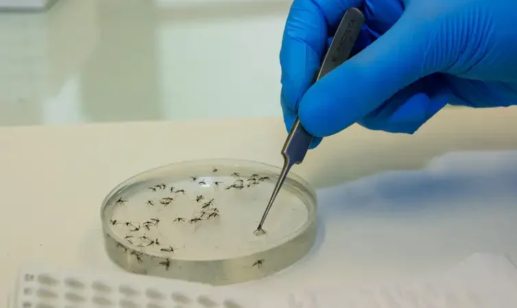 Método Wolbachia reduz casos de dengue em Niterói