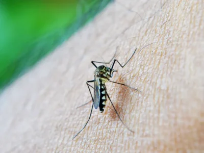 Dengue causa 105 mortes na cidade de São Paulo