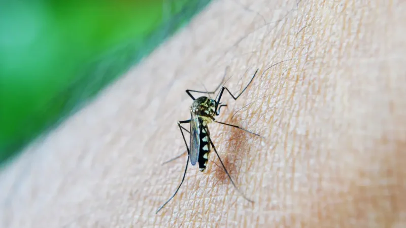 Dengue causa 105 mortes na cidade de São Paulo