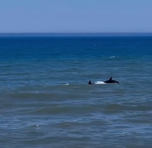 Orcas são vistas em Jaconé e Cordeirinho no domingo de carnaval
