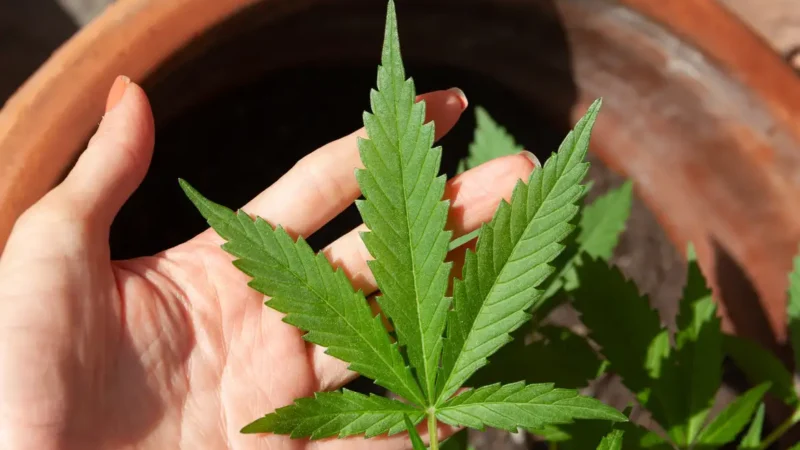 STJ promove audiência pública sobre o plantio de maconha para remédios