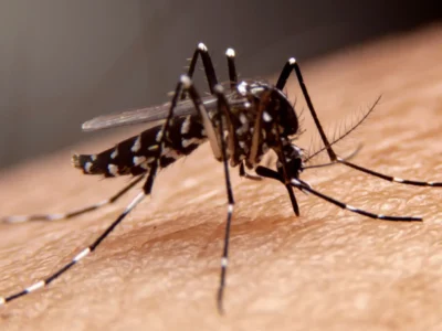 Dengue: 4 mil mortes e quase 6 milhões de casos no Brasil