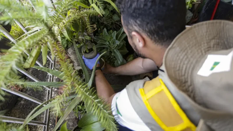 Dengue: Dia D de mobilização em todo o país
