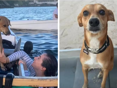 Cachorro que sumiu em Niterói é encontrado em São Paulo