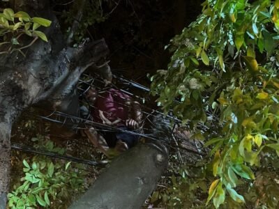 Niterói: Polícia prende ladrão de cabos no alto de árvore - VÍDEO
