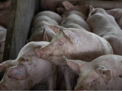 Abatedouro de porcos interditado no Rio após inspeção