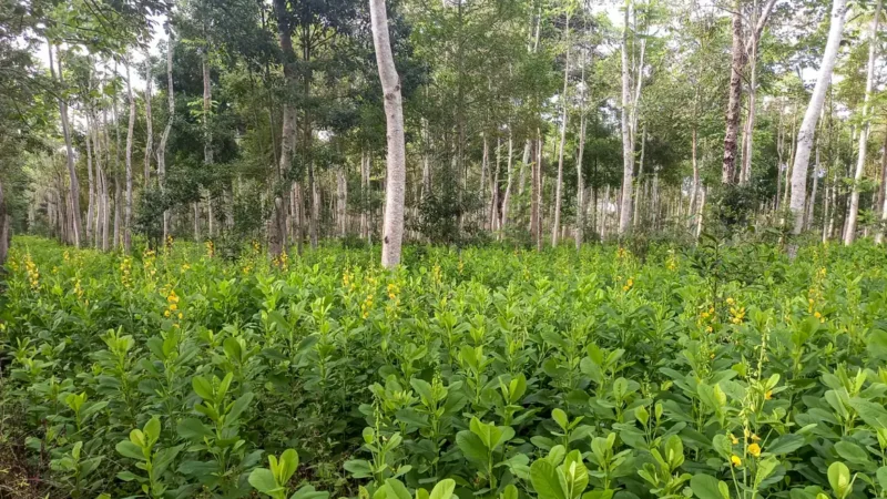 Brasil anuncia plano de restauração de 25 milhões de hectares