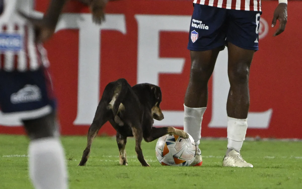 Cachorro invade campo e rouba a cena em jogo da Libertadores