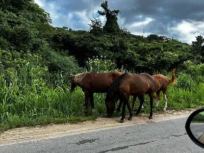 Cavalos ameaçam segurança na Estrada do Guriri em Cabo Frio