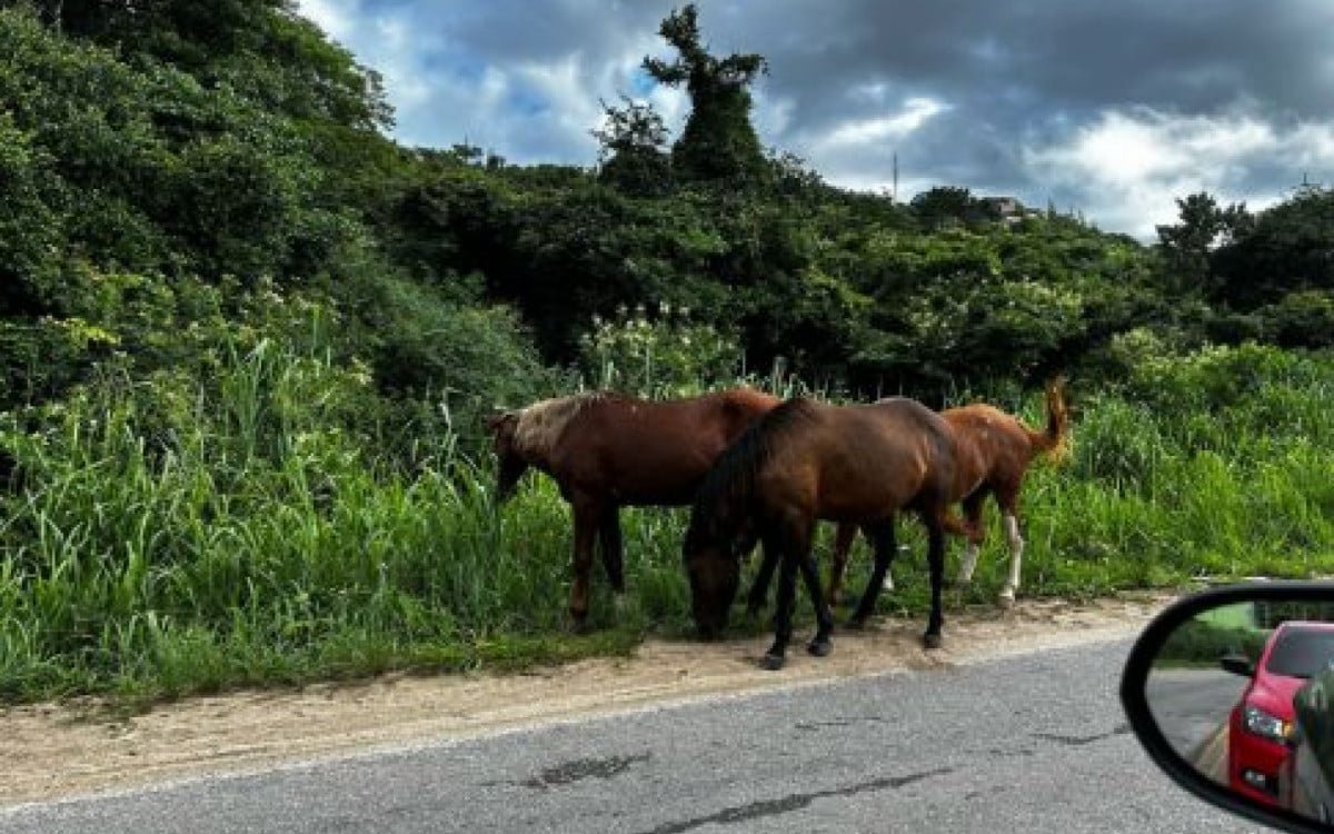Cavalos ameaçam segurança na Estrada do Guriri em Cabo Frio