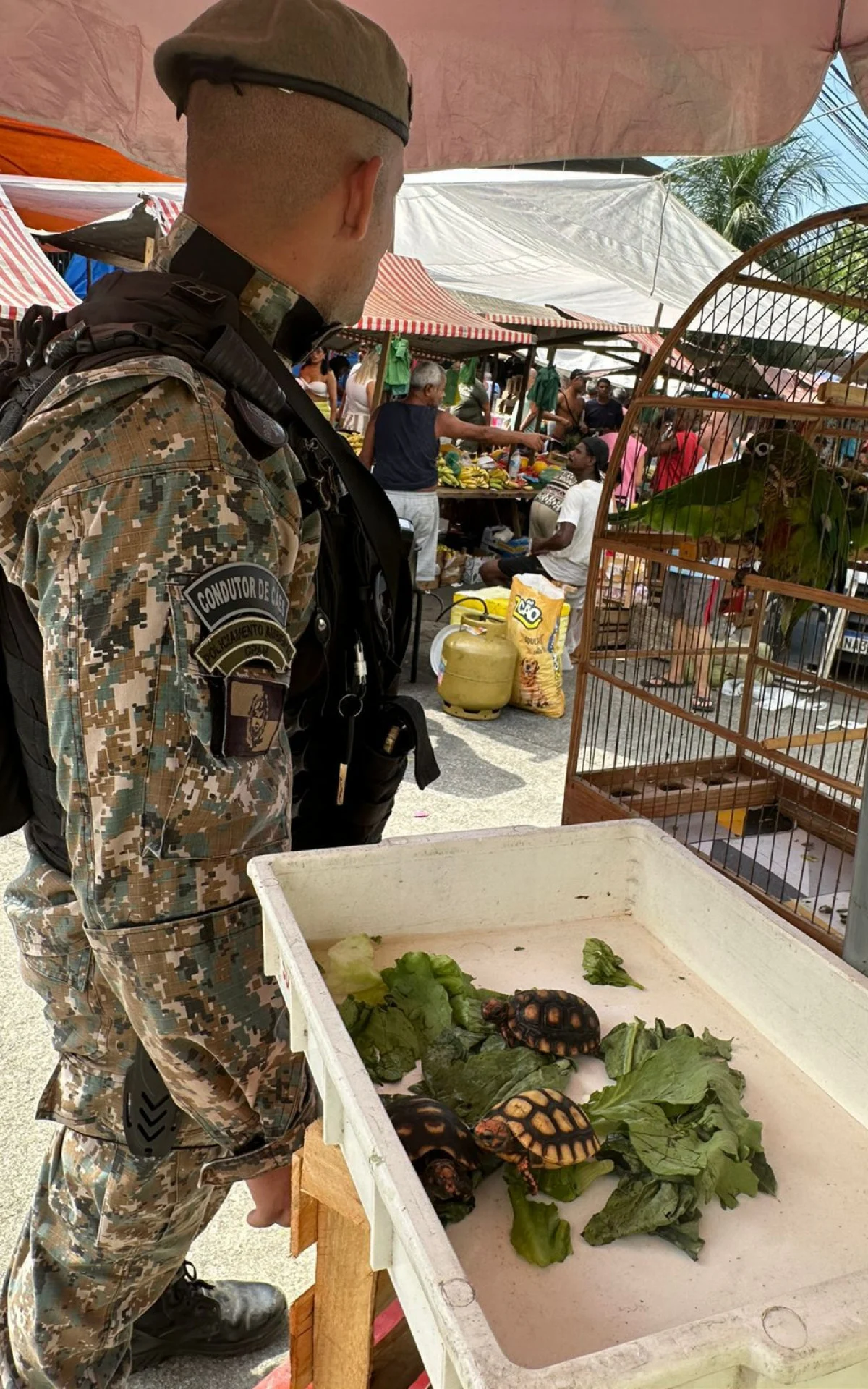 Fiscalização em feiras livres apreende mais de 20 aves no Rio