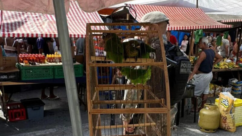 Fiscalização em feiras livres apreende mais de 20 aves no Rio